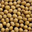 soya,India price supplier - 21food