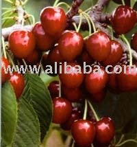 Fresh Turkish Napoleon Cherry,Turkey Napoleon price supplier - 21food