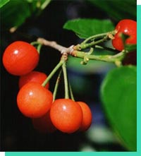 Cherry