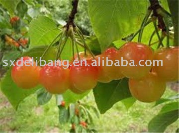 fresh and red cherry
