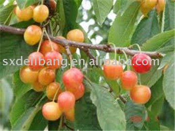 fresh red  cherry