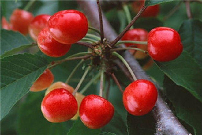 Chinese fresh red cherry