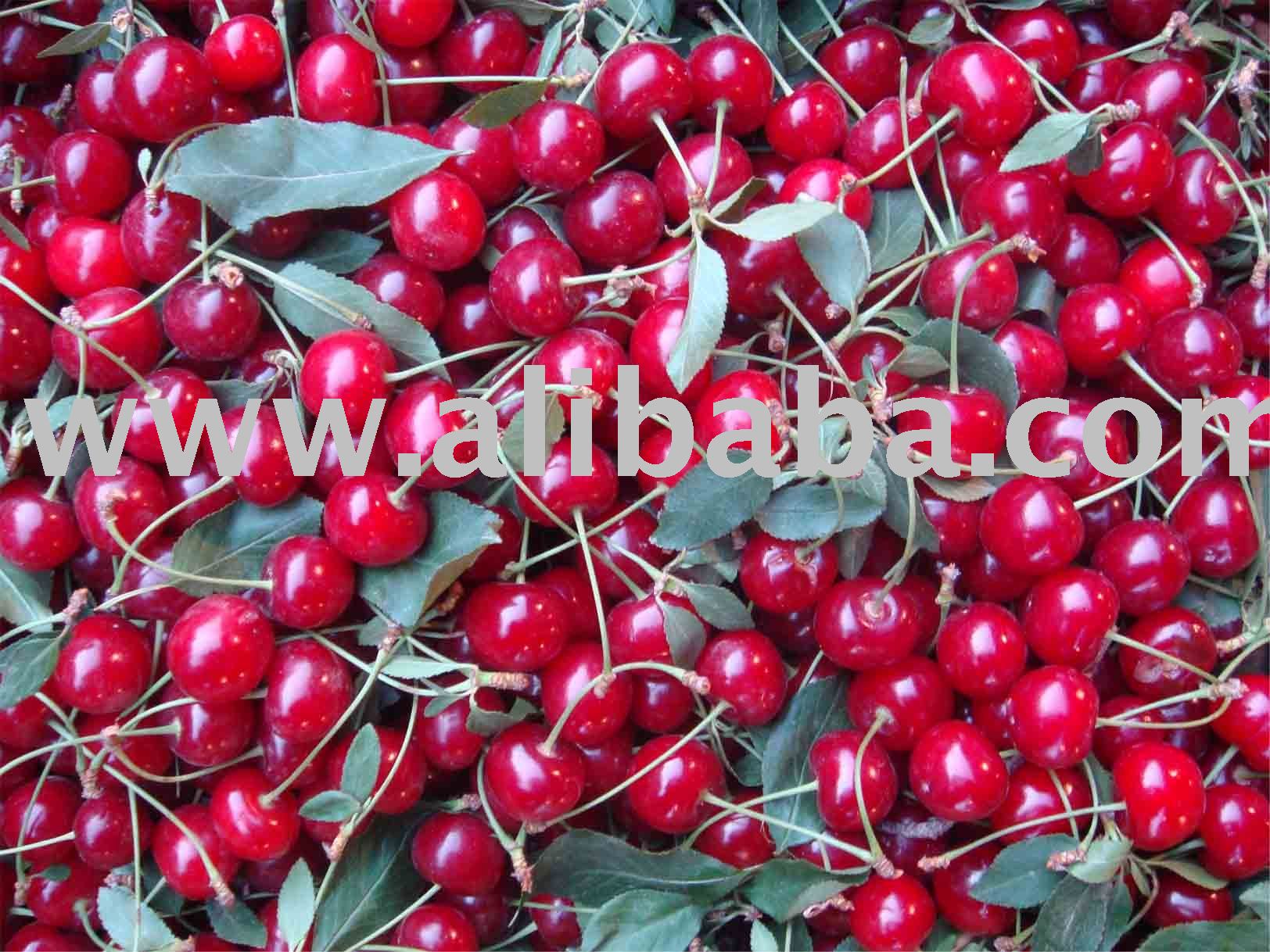  Fresh   Sour  Cherry