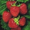 strawberry concentrate