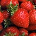 strawberry juice concentrate