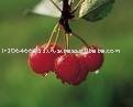 supply sour cherry juice concentrate