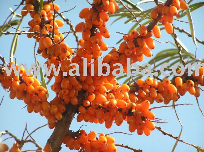 IQF sea buckthorn