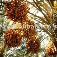 Algerian  Dates 