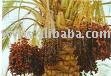 Dried  Date,