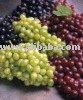 White and Red grape Juice Concentrate