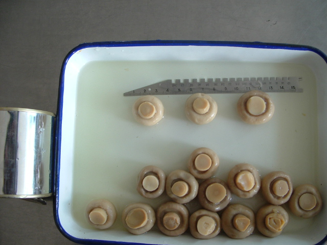 canned champignon Whole in Brined