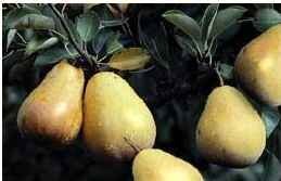 Pear Concentrate Juice