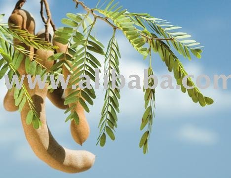 Tamarind concentrate