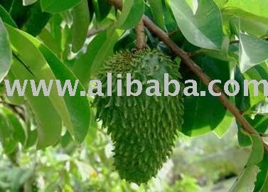 Soursop concentrate
