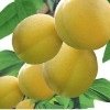apricot juice concentrate