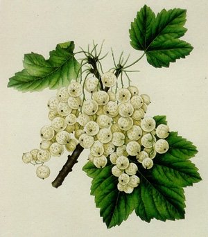white  grape juices
