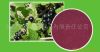 Black currant powder