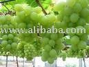  white   grape   juice   concentrate 