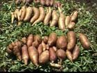 Yacon root powder