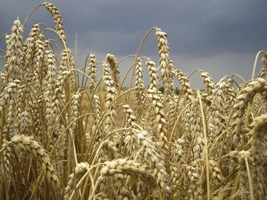 flour