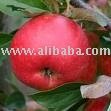 apple juice concentrate