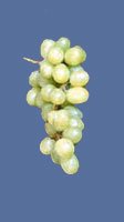 WHITE GRAPE JUICE CONCENTRATE