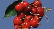 SOUR CHERRY JUICE CONCENTRATE