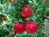 supply pomegranate juice concentrate 2008 crop