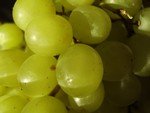 Manufacturing White grape juice concentrate