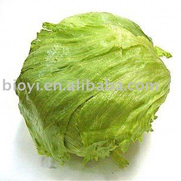 fresh lettuce