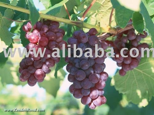 Red Grape Juice Concentrate