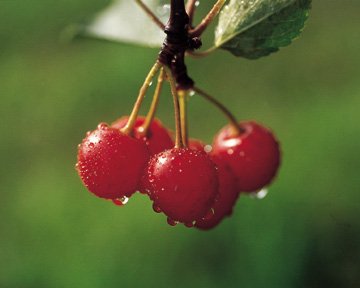 Top Quality Sour Cherry Juice & Concentrate (Direct Sale From The Manufacturer)