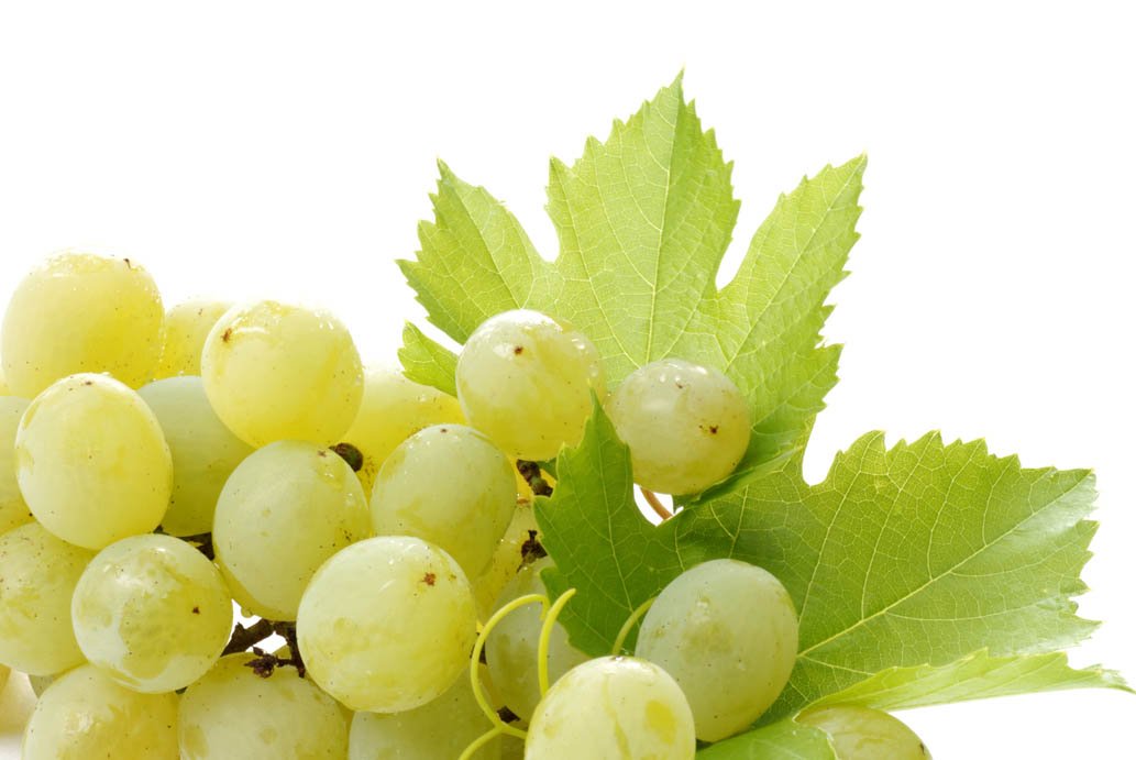 White Grape Juice Concentrate (Direct Sale From The Manufacturer)