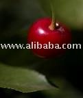 Sour cherry juice concentrate