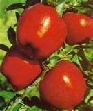 Apple Juice Concentrate-Sour Cherry Juice Concentrate