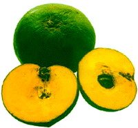 FROZEN LUCUMA PULP