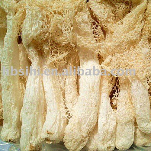 Wild Bamboo Fungus
