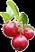 Lingonberry Juice ConcentrateLJC Vaccinium Vitis-Idaea