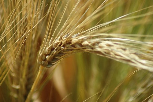 wheat flour