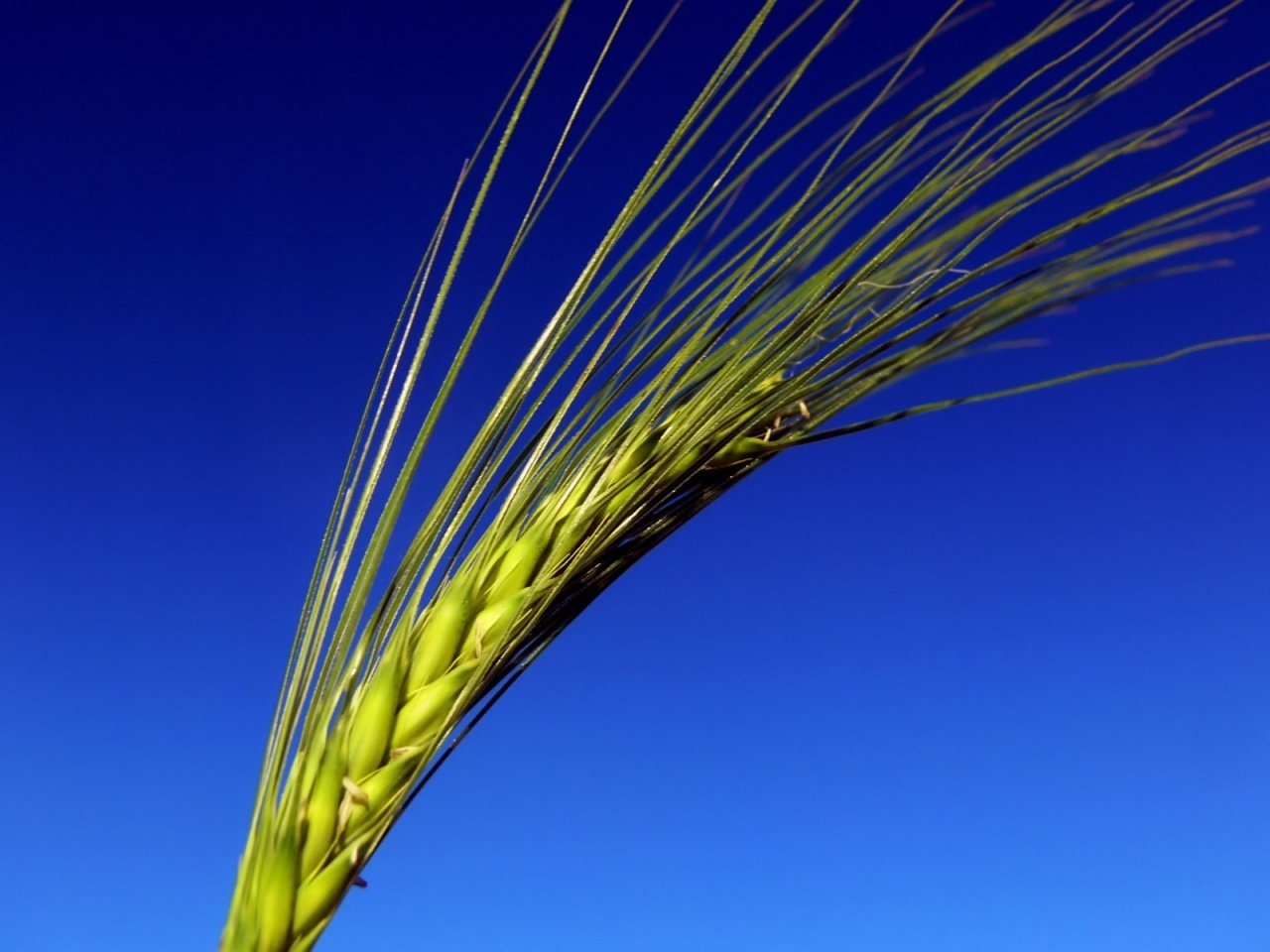 Jinan  Wheat Flour