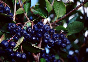 Aronia Concentrate