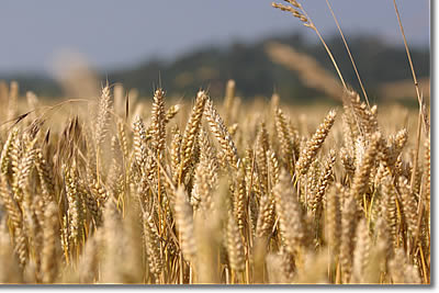 FLOUR FOR FEED