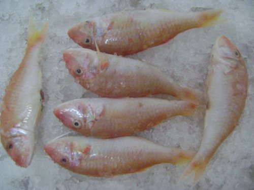 Red Mullet (Parupeneus barberinu)