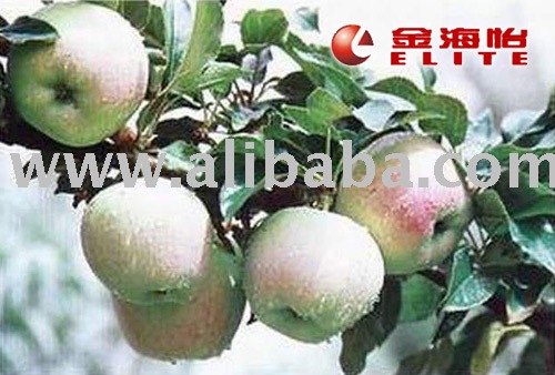 Concentrated Apple Juice Brix70
