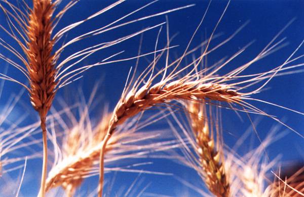 WHEAT FLOUR