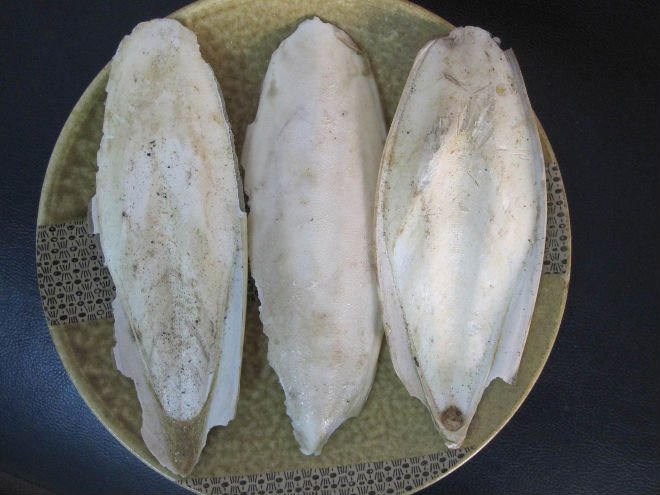  cuttle - bone 