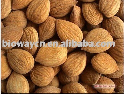 Organic Apricot Kernels