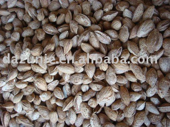 Roasted Almonds in Shell