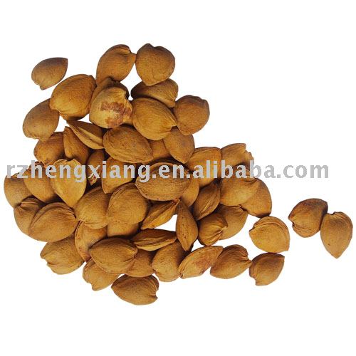 sweet apricot pit