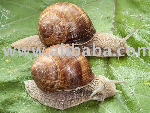  LIVE   SNAIL 